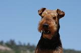 AIREDALE TERRIER 290